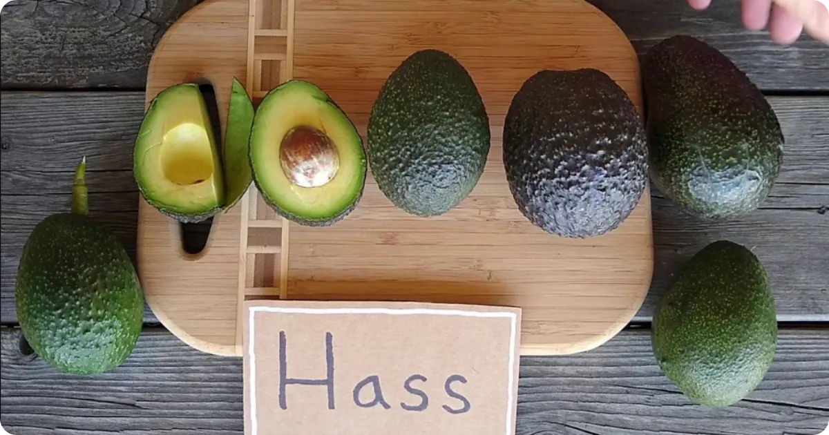 Avocado Hass Variety