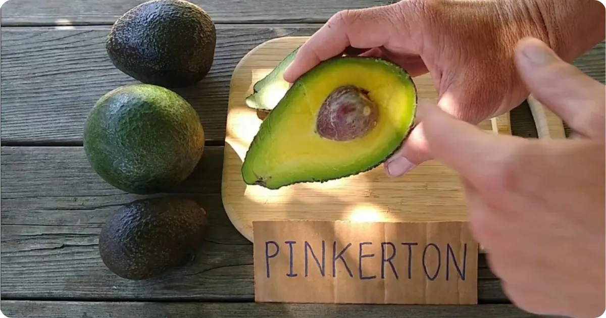 Avocado variety Pinkerton