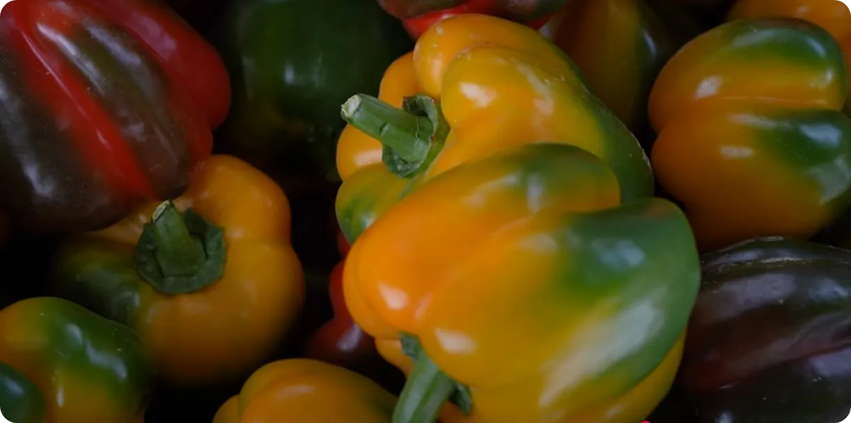 Color Capsicum in Polyhose