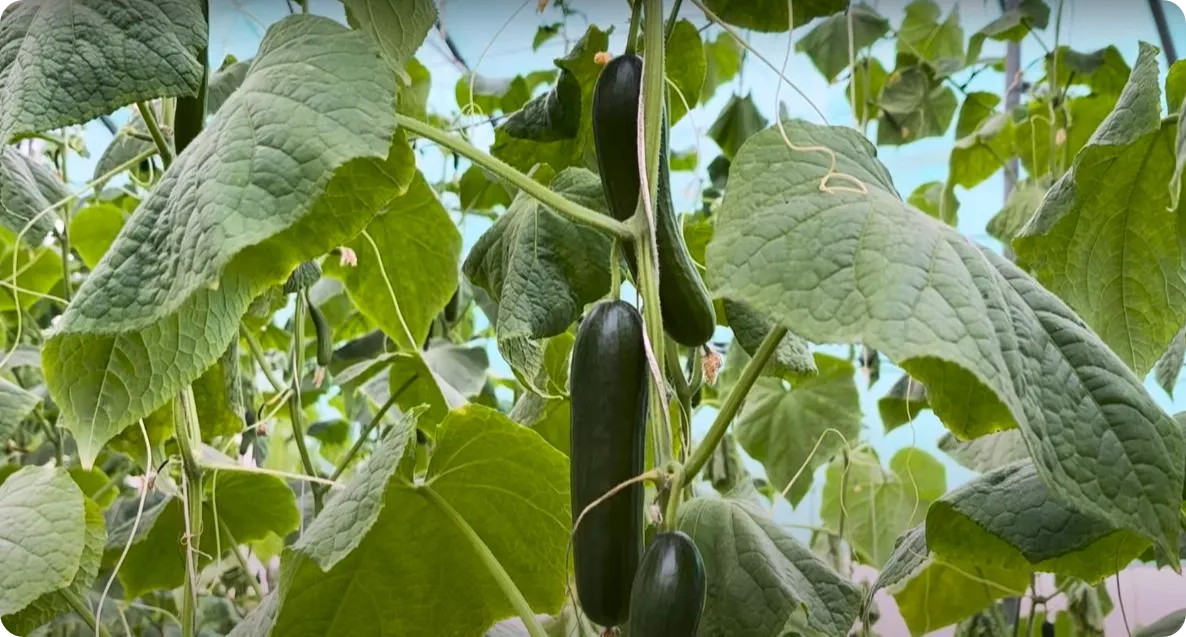 Cucumber Farming