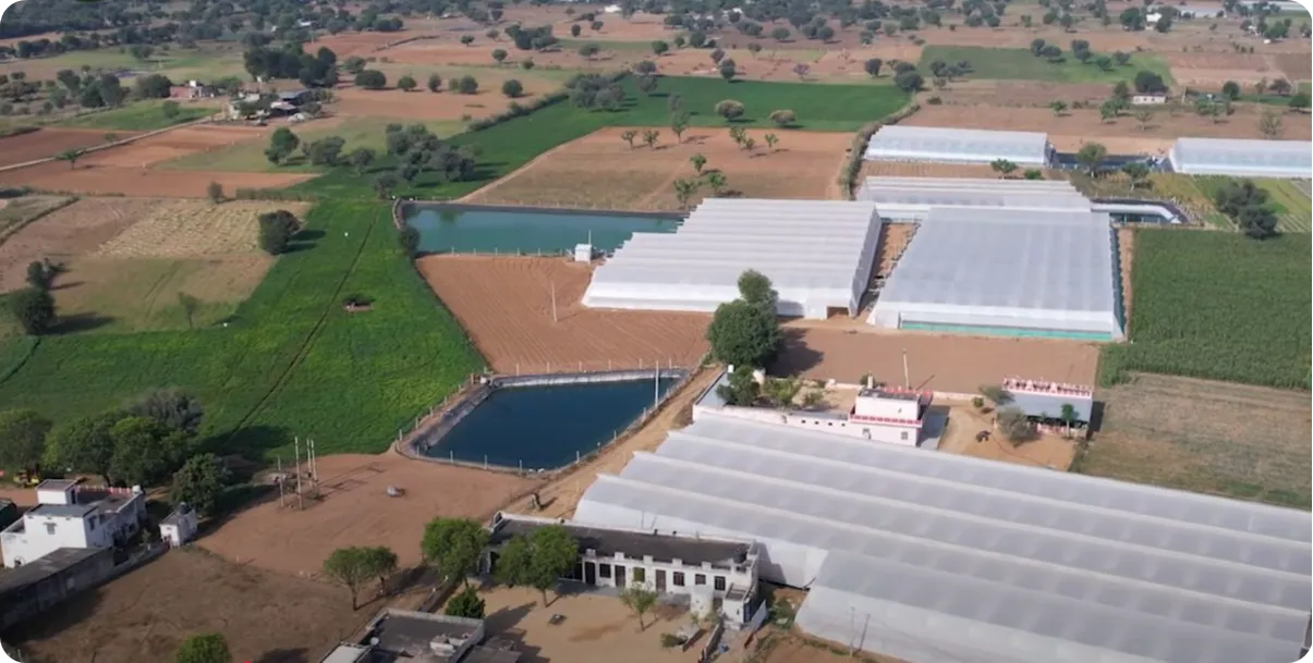 Balraj Meena's Polyhouse